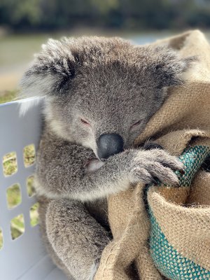 A koala sleeping in a laundry basket
